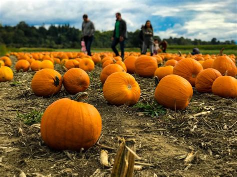 fall fun apple picking pumpkin patches and halloween parties Reader